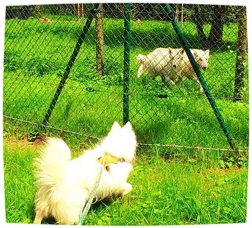 Visite du parc aux loups - Cynologik