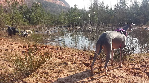 Balade Freyming - Chiens autour du lac - Cynologik