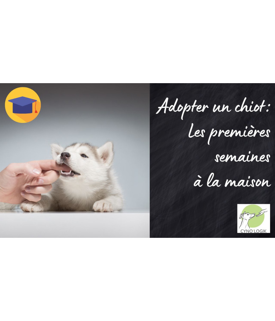 Le chiot et les premières semaines à la maison