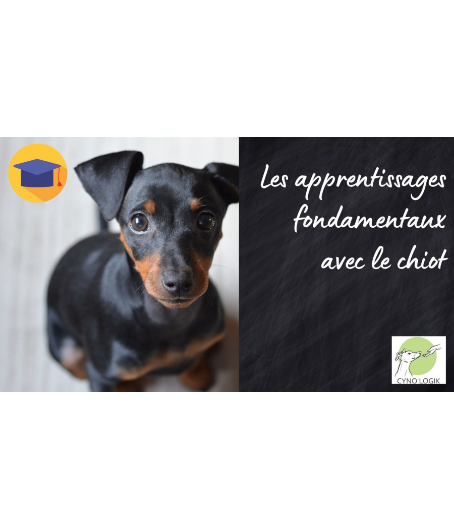 Les apprentissages fondamentaux