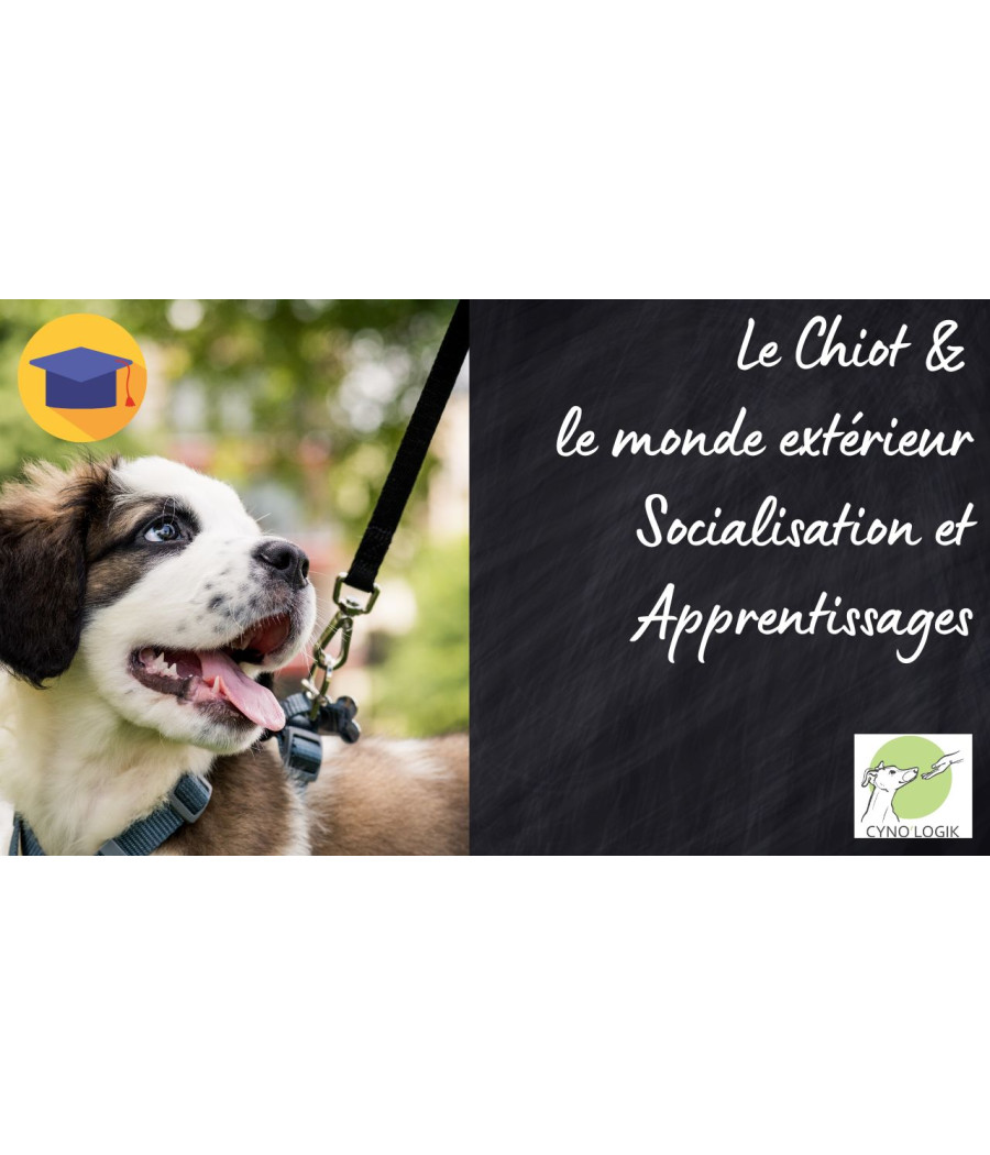 Le chiot et le monde exterieur