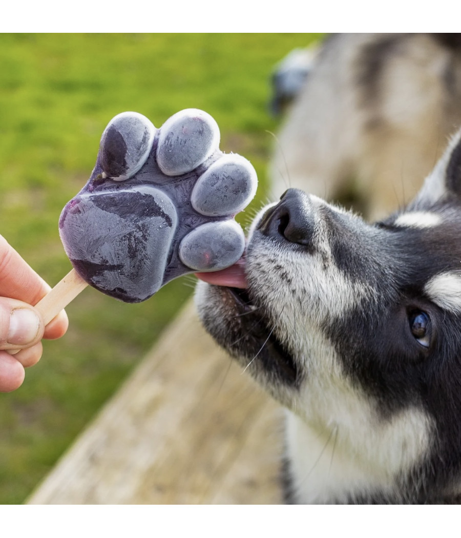 Kit crèmes glacées chien et chat