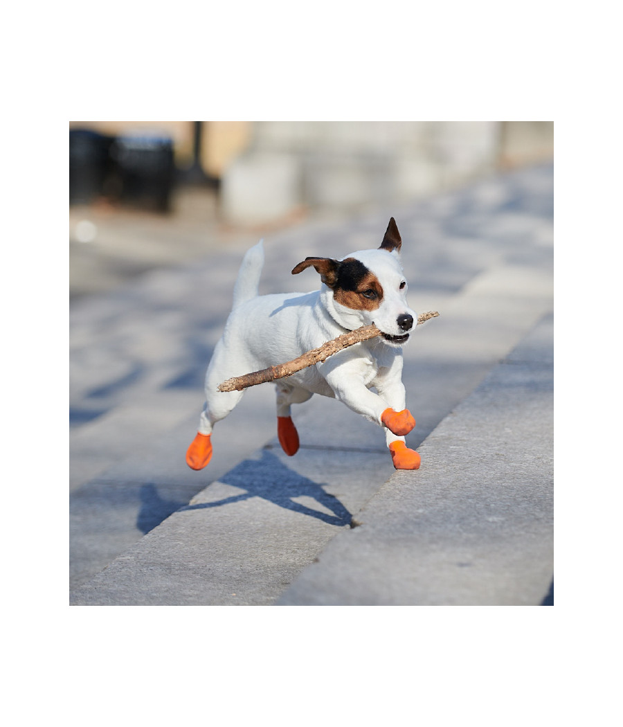 Chausson Pawz