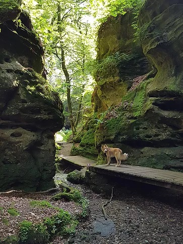 Randonnée canine au Luxembourg