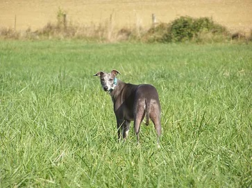 Le chien libre