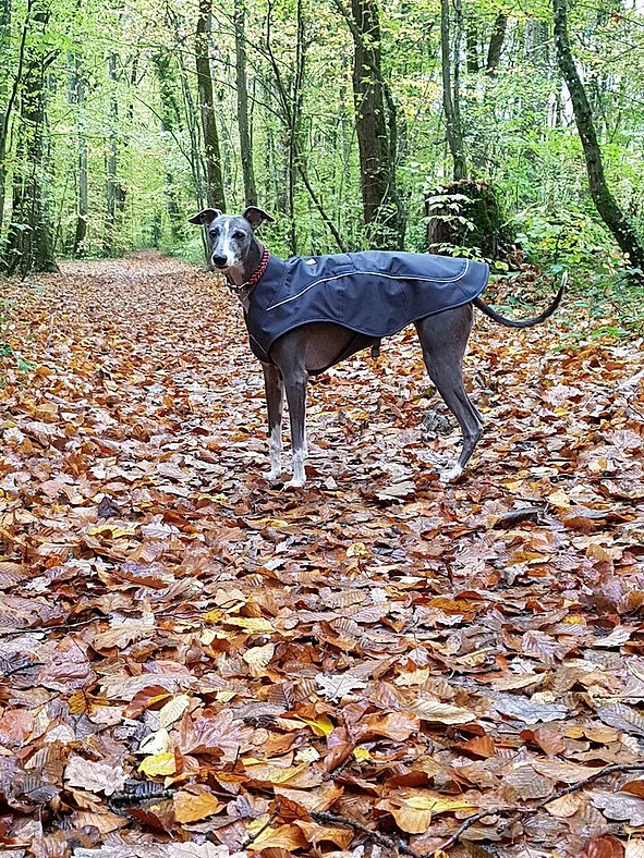 L'Overcoat de chez Ruffwear : la balade par tous les temps !