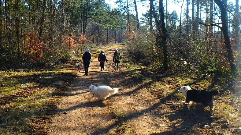 Balade aux roches dans la forêt de Gorze