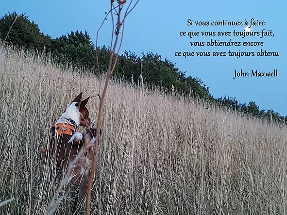 Mon chien, ce coach en développement personnel !