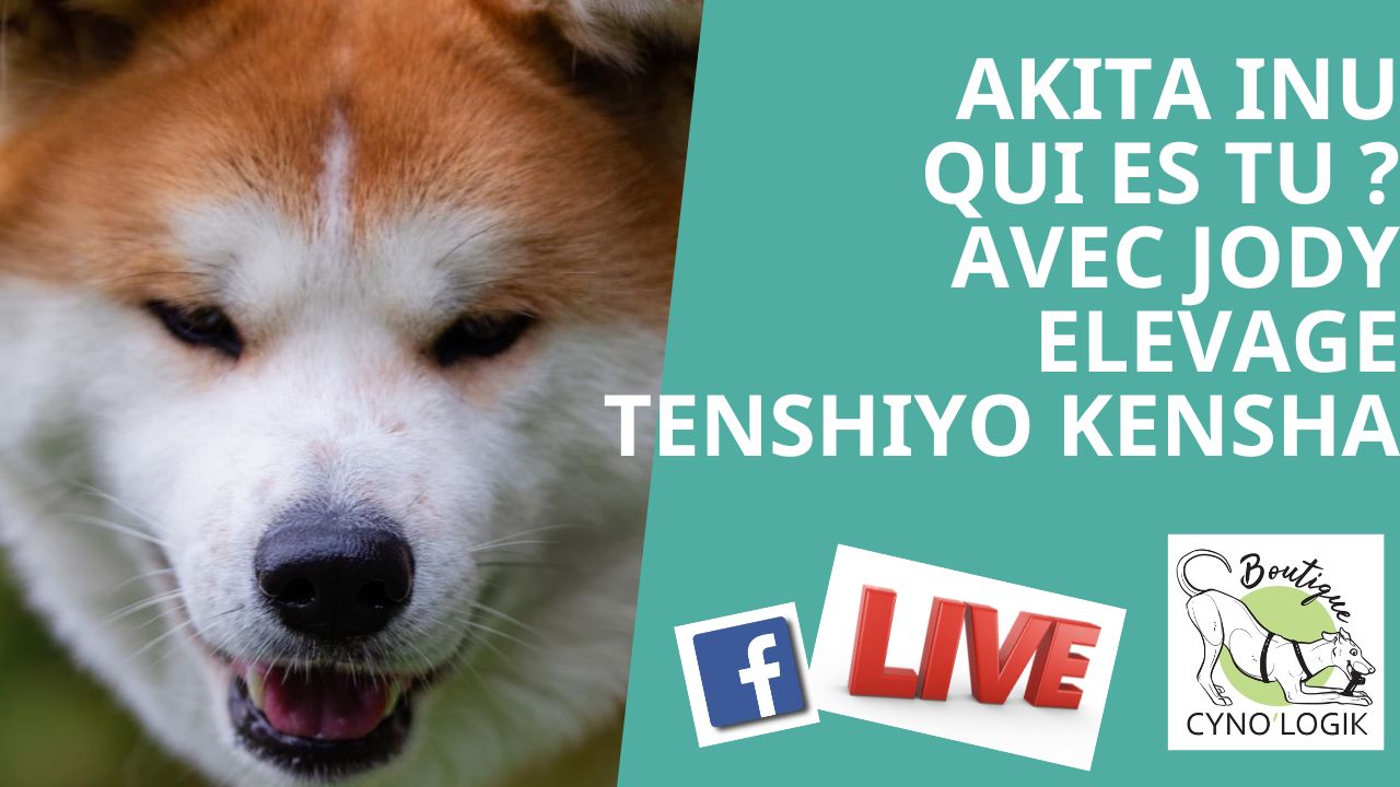 Akita Inu : qui es tu ?