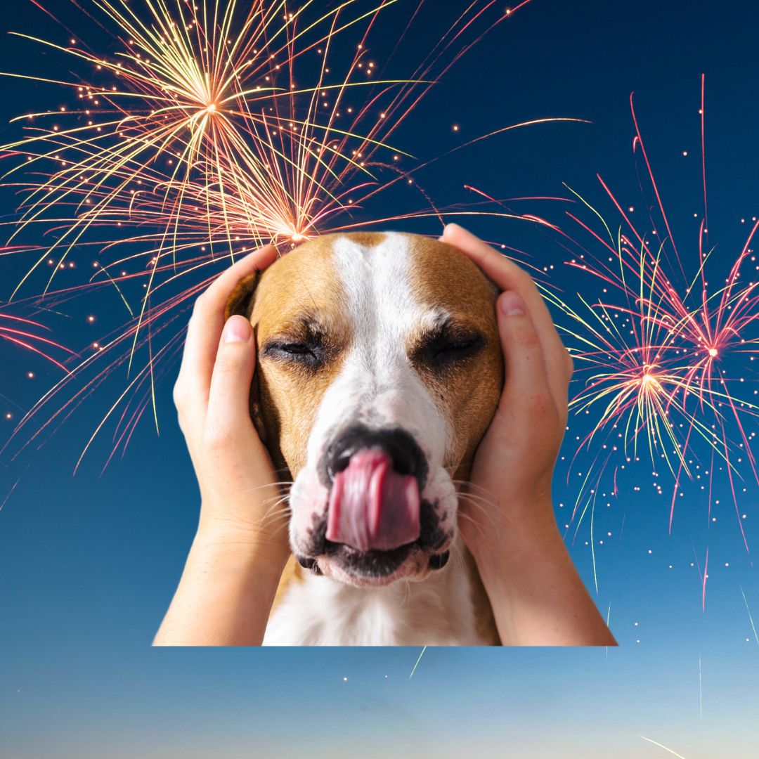 Mon chien a peur des feux d'artifice, que faire ?