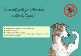 Comment protéger votre chien contre les tiques ?