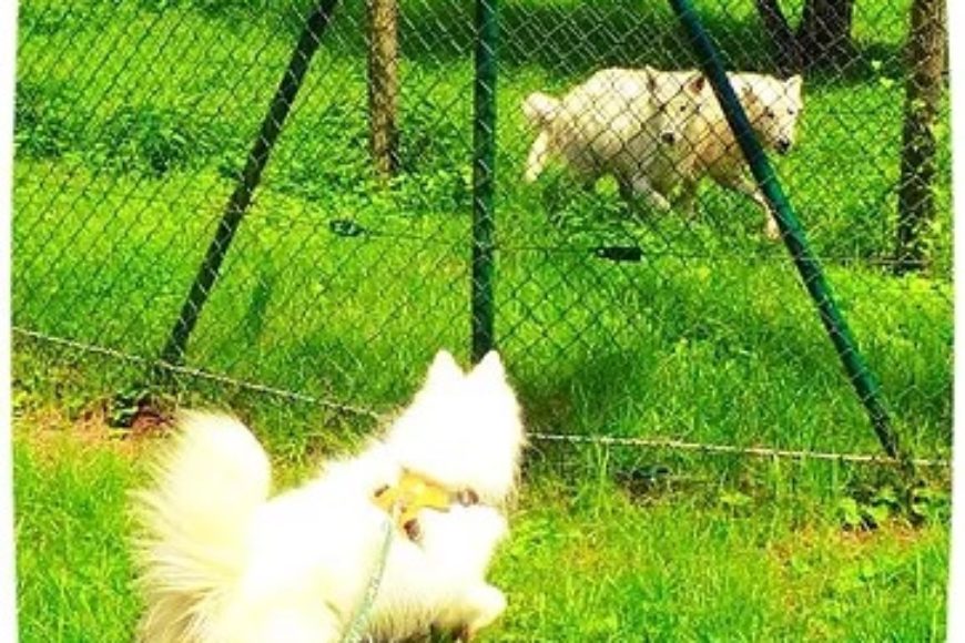 Visite canine du parc aux loups