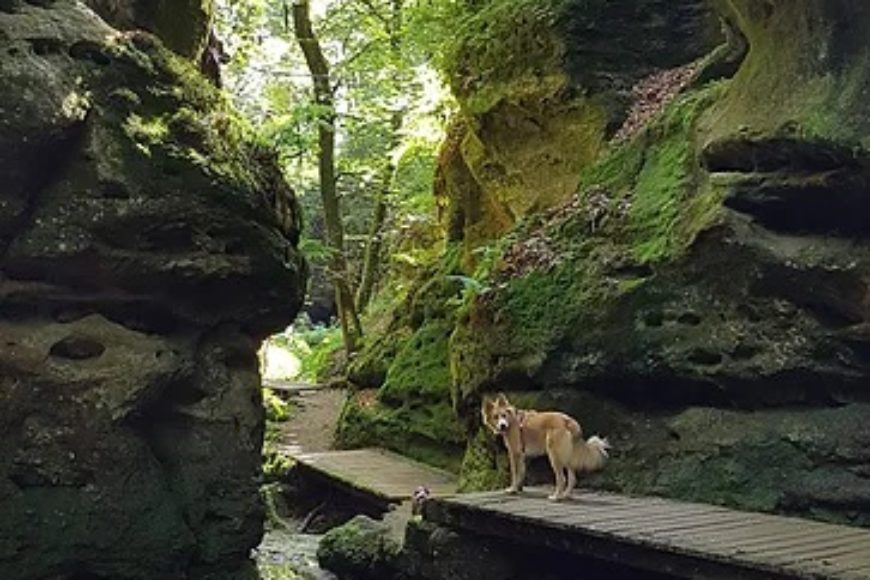 Randonnée canine au Luxembourg