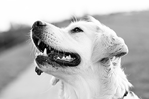 Bilan comportemental canin à domicile ou extérieur - Cynologik